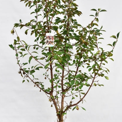 Viburnum farreri