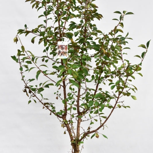 Viburnum farreri