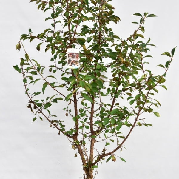 Viburnum farreri