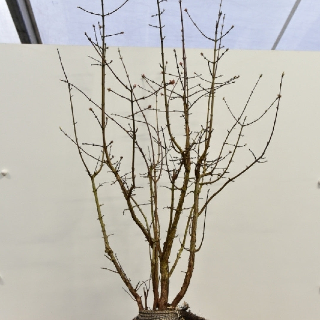 Viburnum farreri