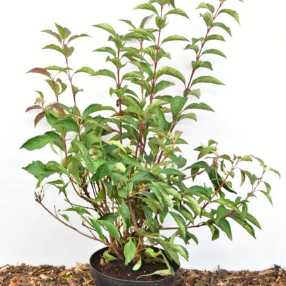 Viburnum farreri 'December Dwarf'