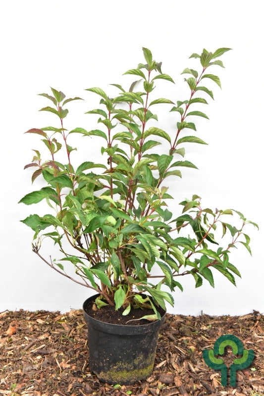 Viburnum farreri 'December Dwarf'