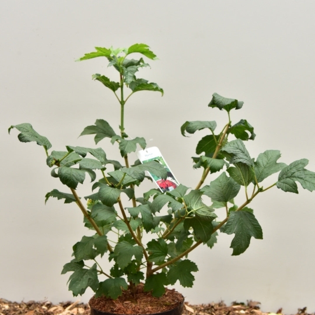 Viburnum opulus 'Compactum'