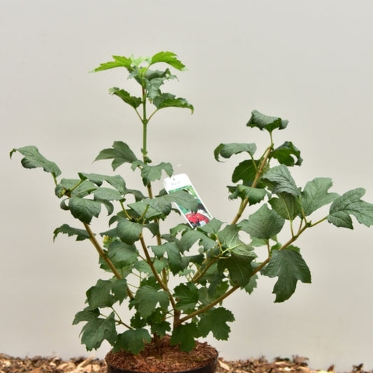 Viburnum opulus 'Compactum'