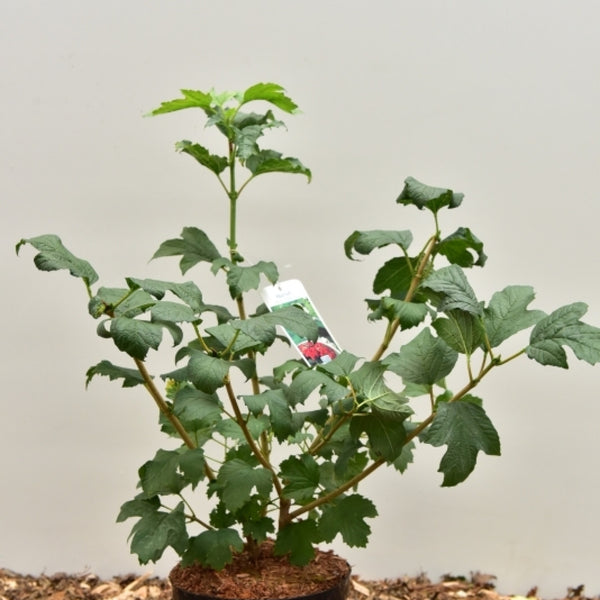Viburnum opulus 'Compactum'