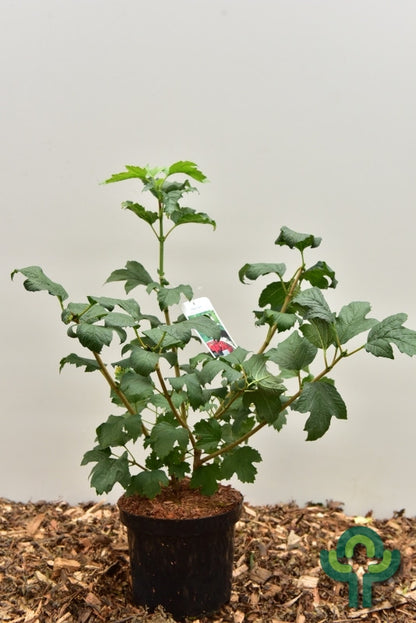 Viburnum opulus 'Compactum'