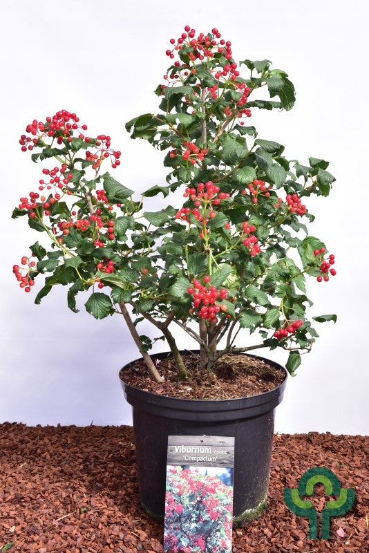 Viburnum opulus 'Compactum'