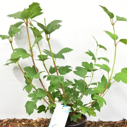 Viburnum opulus 'Roseum'