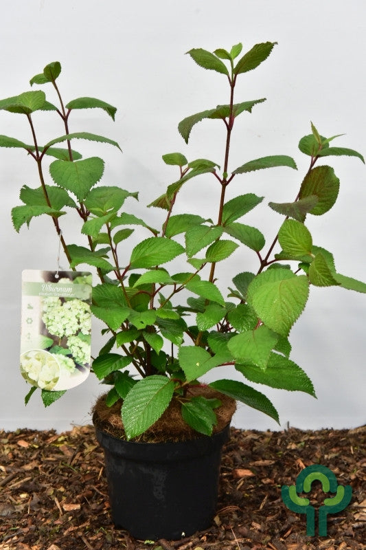 Viburnum plicatum 'Grandiflorum'
