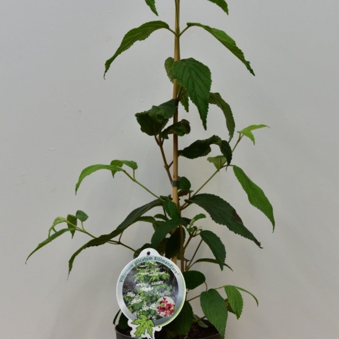 Viburnum plicatum 'Kilimandjaro'