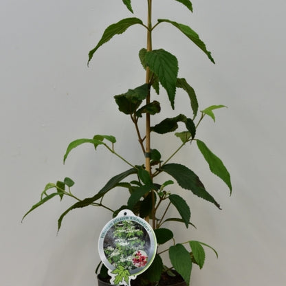 Viburnum plicatum 'Kilimandjaro'