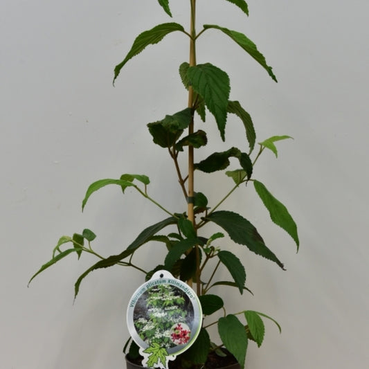 Viburnum plicatum 'Kilimandjaro'