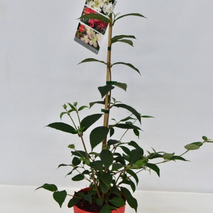 Viburnum plicatum 'Kilimandjaro Sunrise' ®