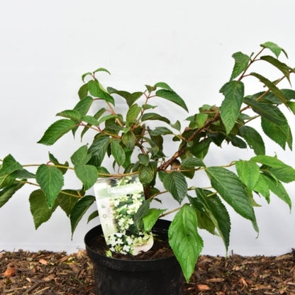 Viburnum plicatum 'Mariesii'