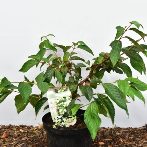 Viburnum plicatum 'Mariesii'