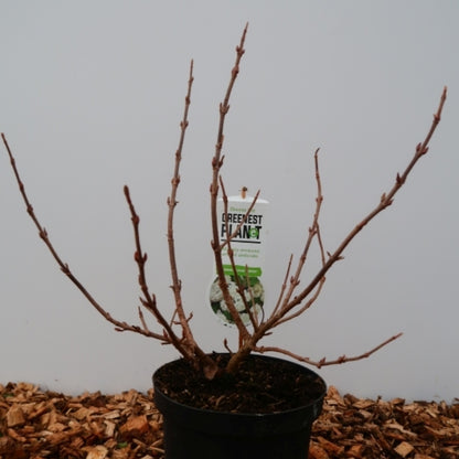 Viburnum plicatum 'Newport'