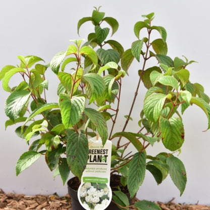 Viburnum plicatum 'Newport'