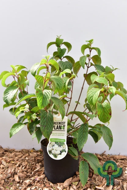 Viburnum plicatum 'Newport'