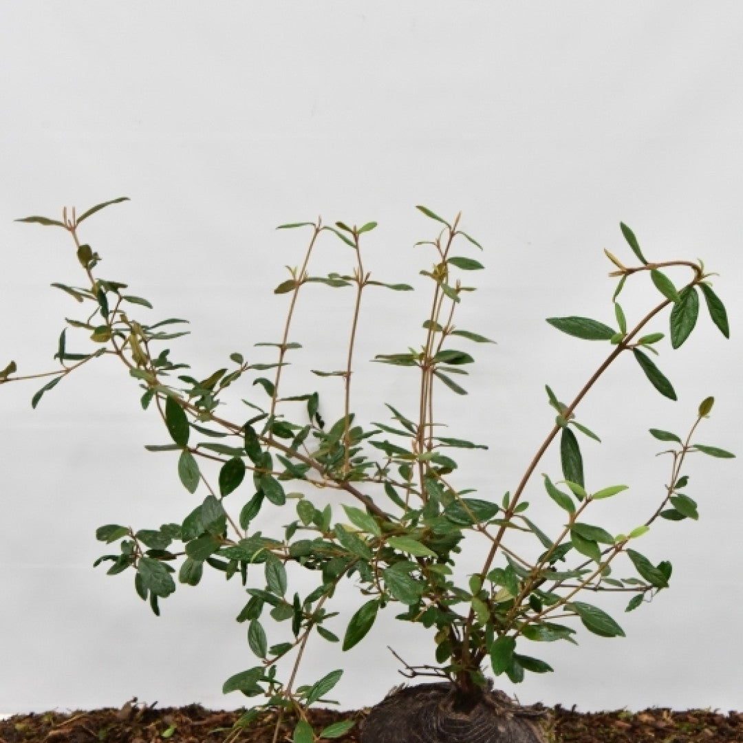 Viburnum 'Pragense'