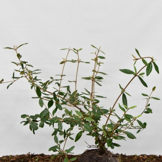 Viburnum 'Pragense'