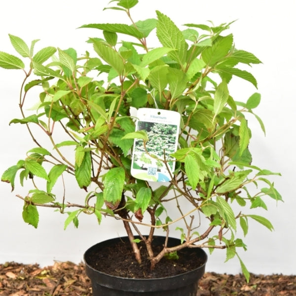 Viburnum plicatum tomentosum