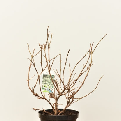 Viburnum plicatum tomentosum