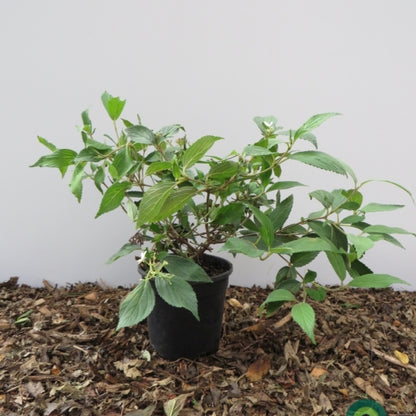 Viburnum plicatum 'Watanabe'