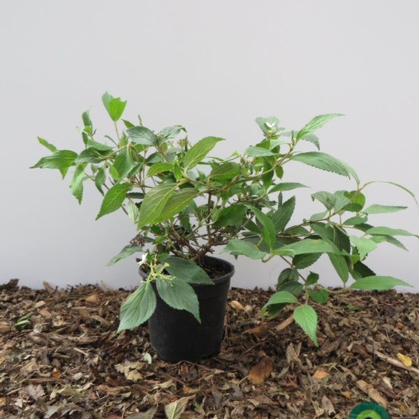 Viburnum plicatum 'Watanabe'