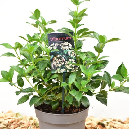 Viburnum tinus 'Eve Price'