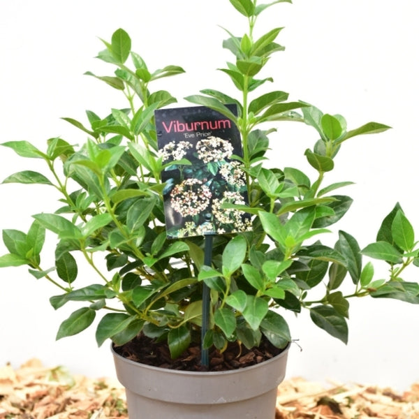 Viburnum tinus 'Eve Price'