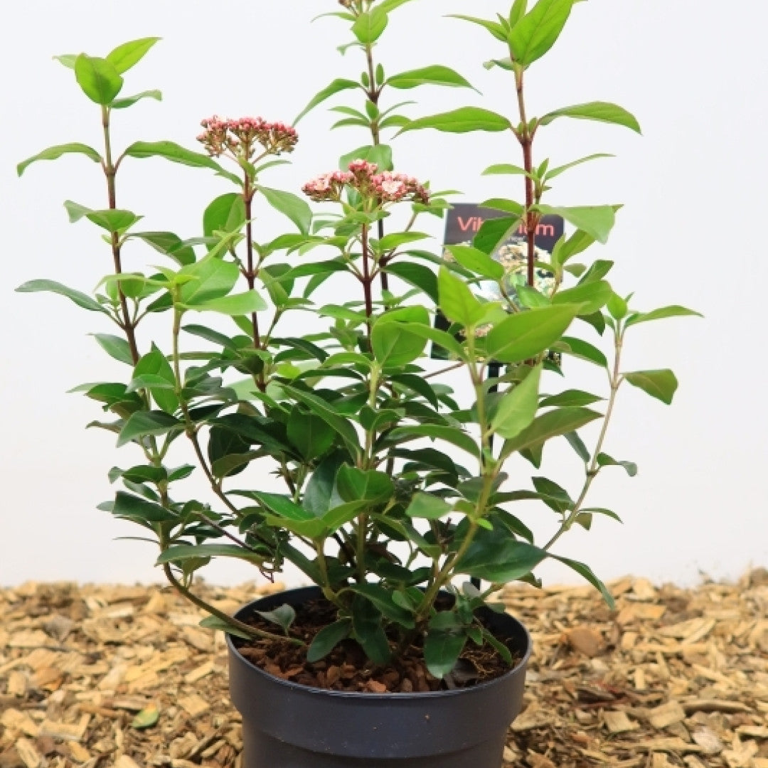 Viburnum tinus 'Eve Price'