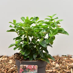 Viburnum tinus Lisarose