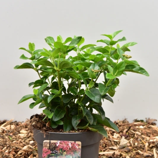 Viburnum tinus Lisarose
