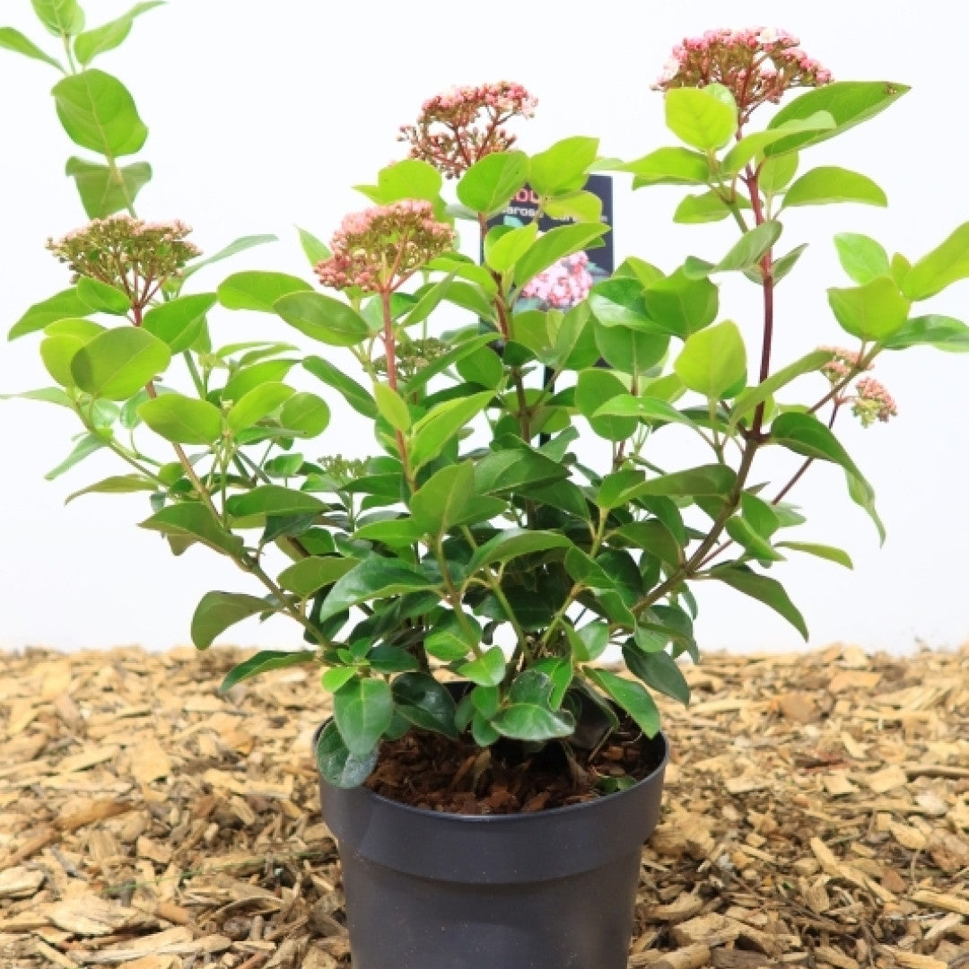 Viburnum tinus Lisarose