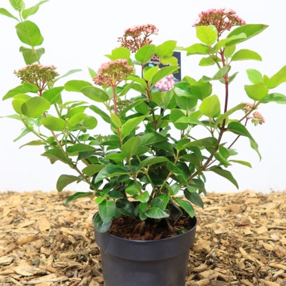 Viburnum tinus Lisarose