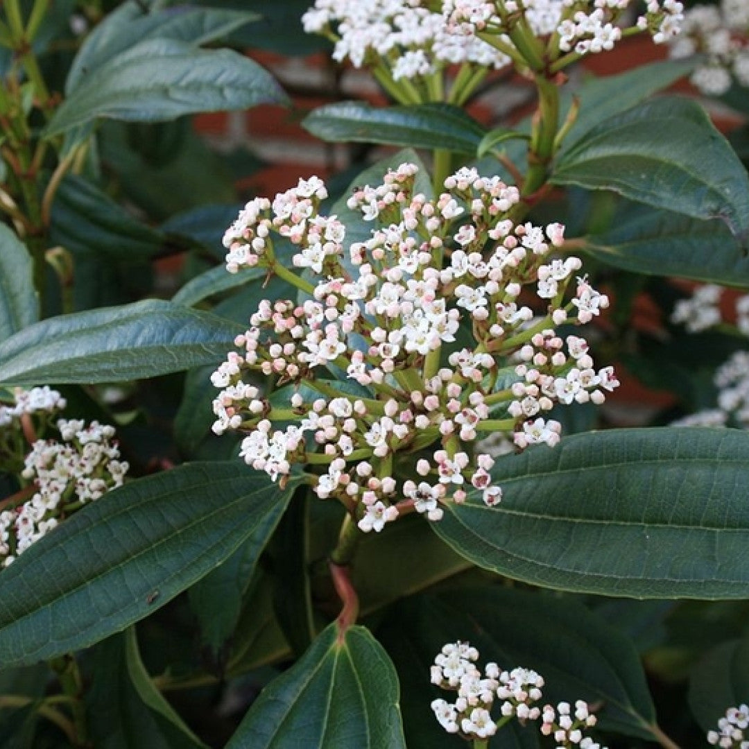Viburnum davidii