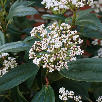 Viburnum davidii
