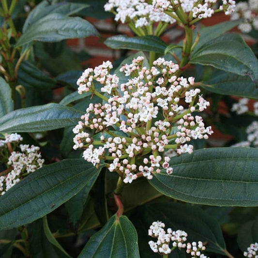 Viburnum davidii