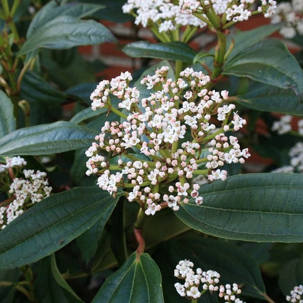Viburnum davidii