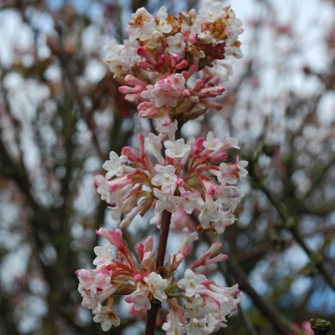 Viburnum bodnantense 'Charles Lamont'