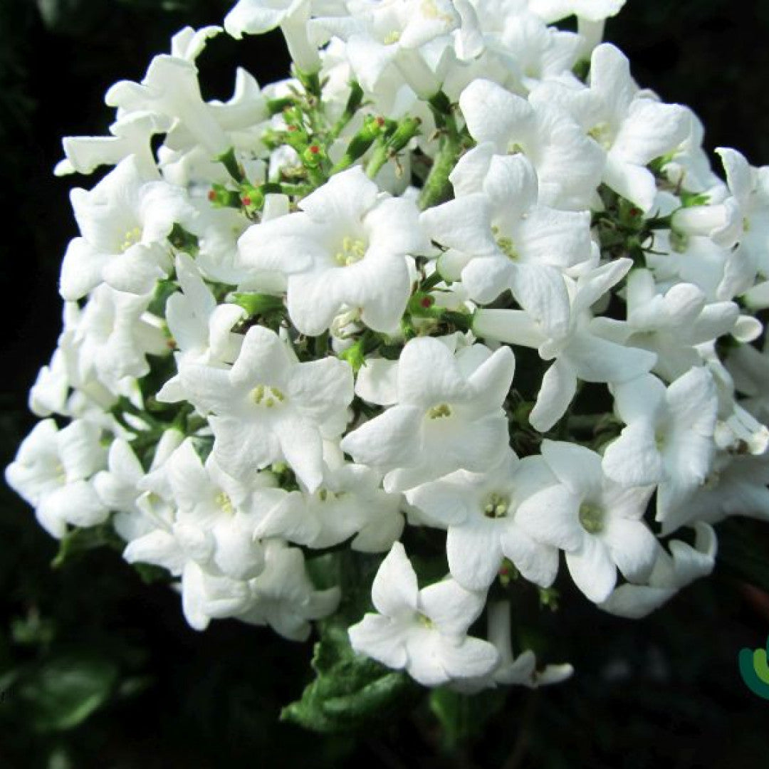 Viburnum burkwoodii 'Ann Russell'