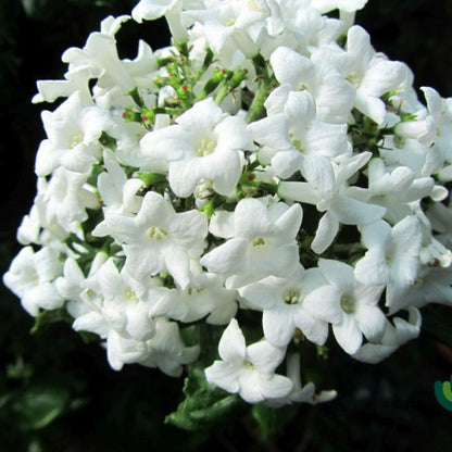 Viburnum burkwoodii 'Ann Russell'