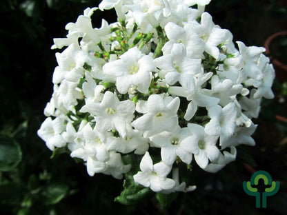 Viburnum burkwoodii 'Ann Russell'