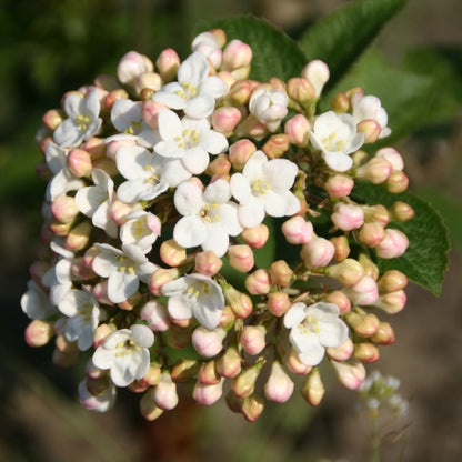 Viburnum carlcephalum