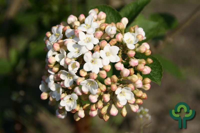 Viburnum carlcephalum