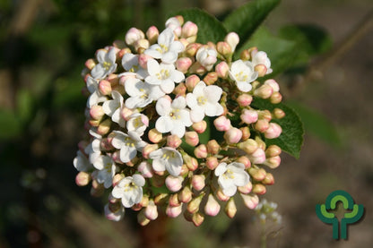 Viburnum carlcephalum