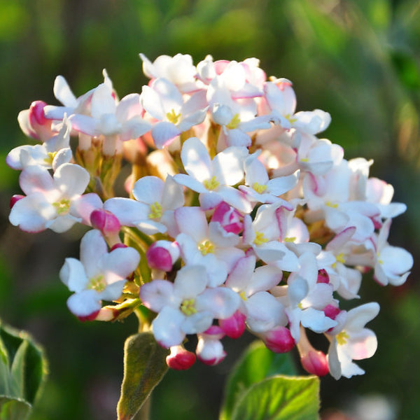 Viburnum carlesii 'Aurora'