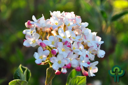 Viburnum carlesii 'Aurora'