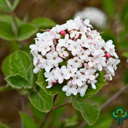 Viburnum carlesii 'Juddii'
