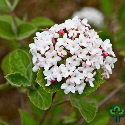 Viburnum carlesii 'Juddii'